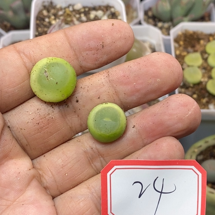 欢***猫56568689898988888988888