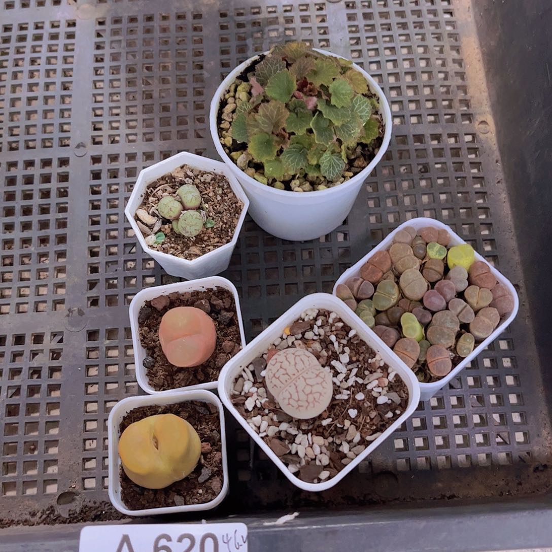 多肉620多肉植物，