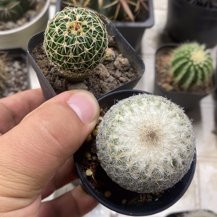 念****月世界太刀岚2颗特价