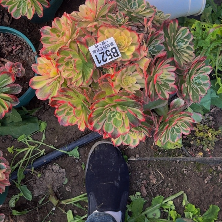 玉芙蓉花30-37包邮花花