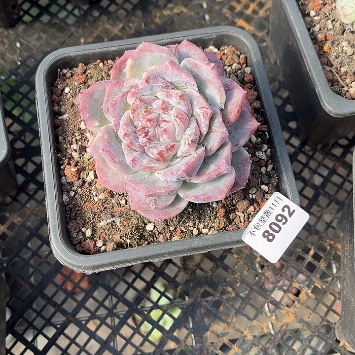 阿雅园艺。        8092佳人石化