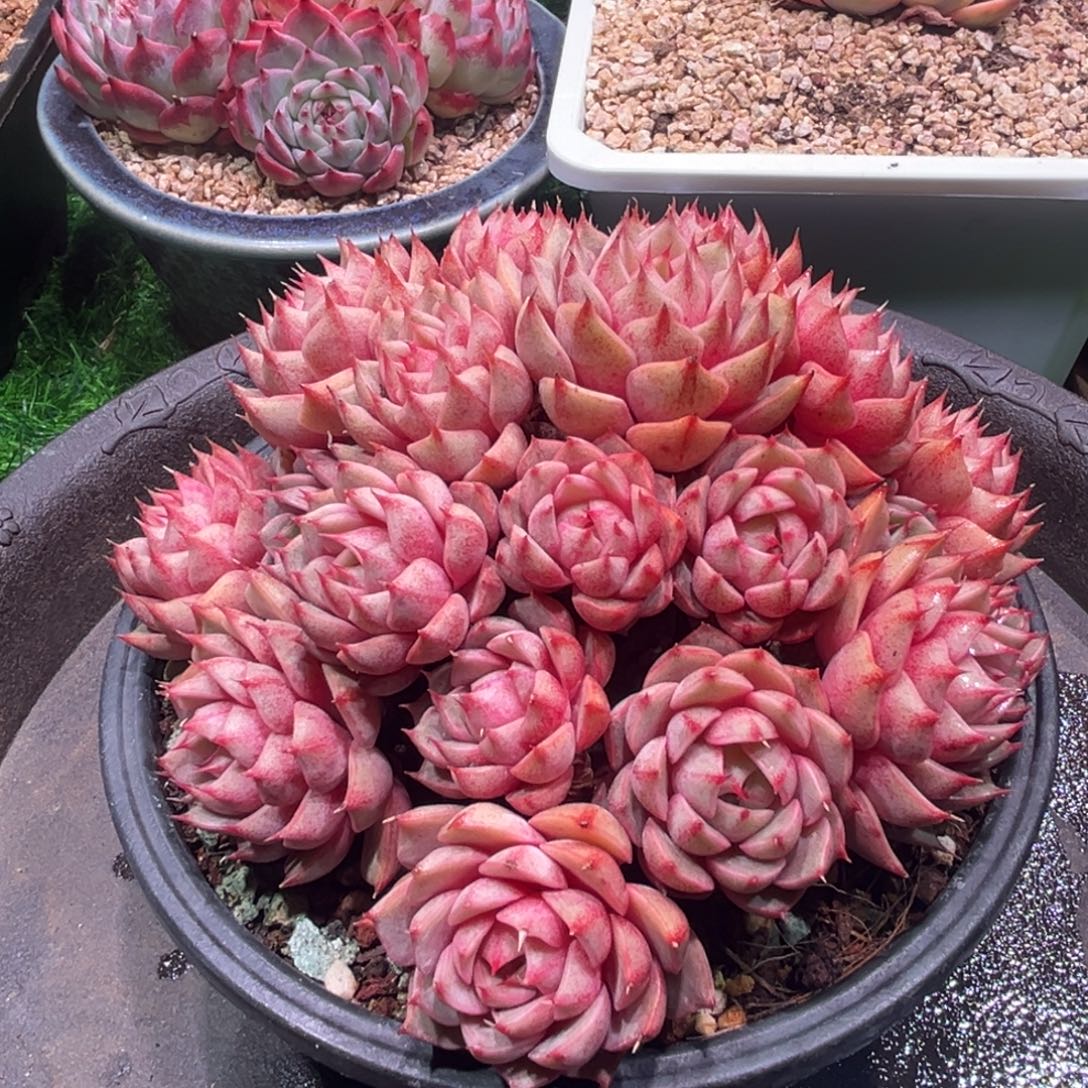 彭***憨一物一拍。  本吧群