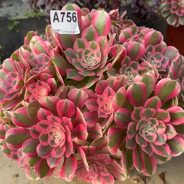 756布加迪30厘米左右