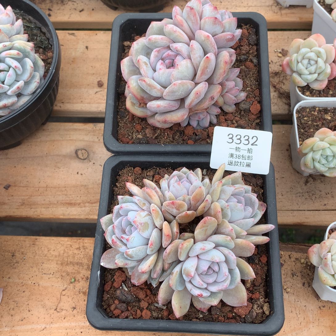 10.5厘米两颗四头星影3332