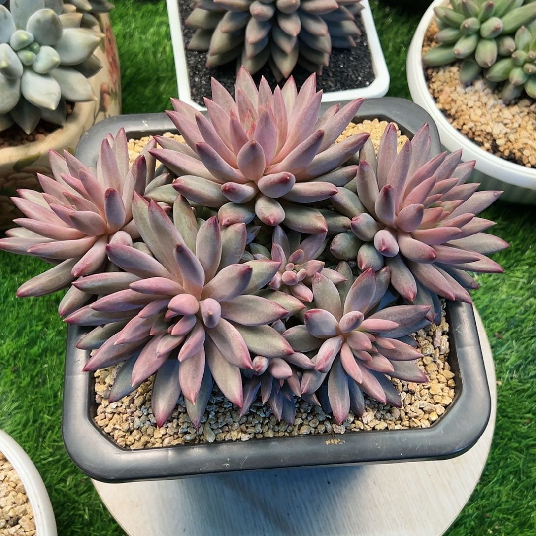 【闪购商品】大鱼群