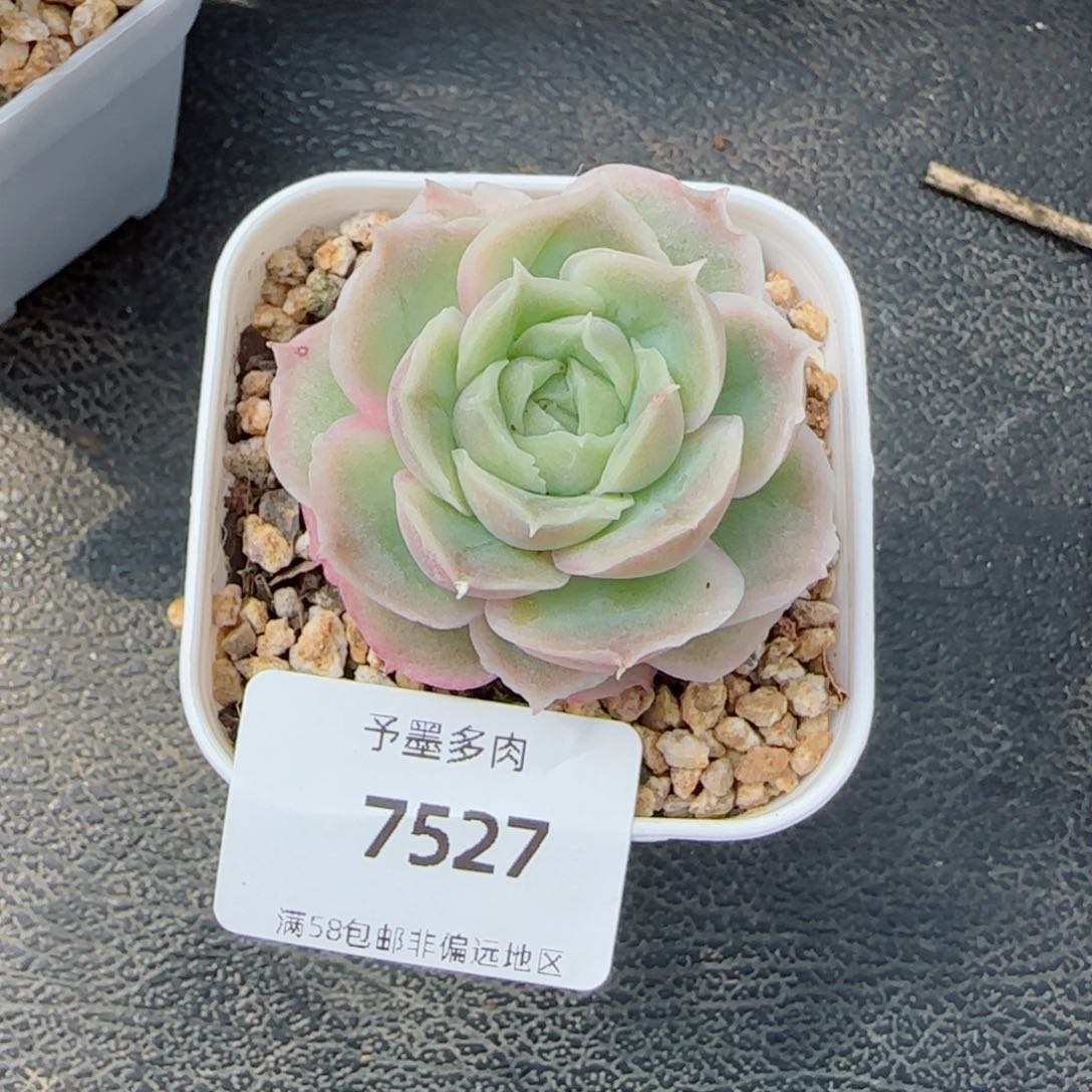 张*然虾饺，7527多肉植物