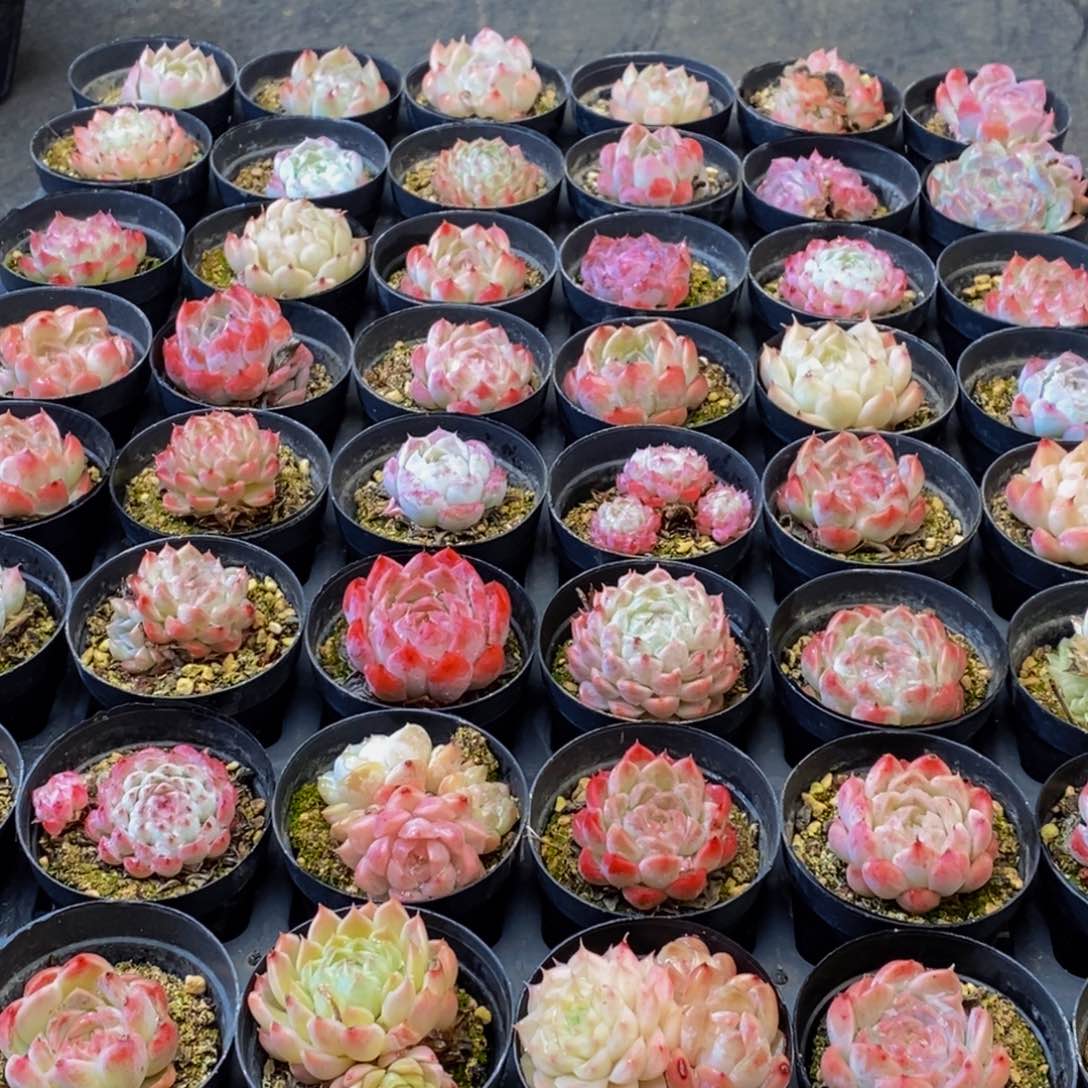 810多肉植物保护研究所所长助理研究员