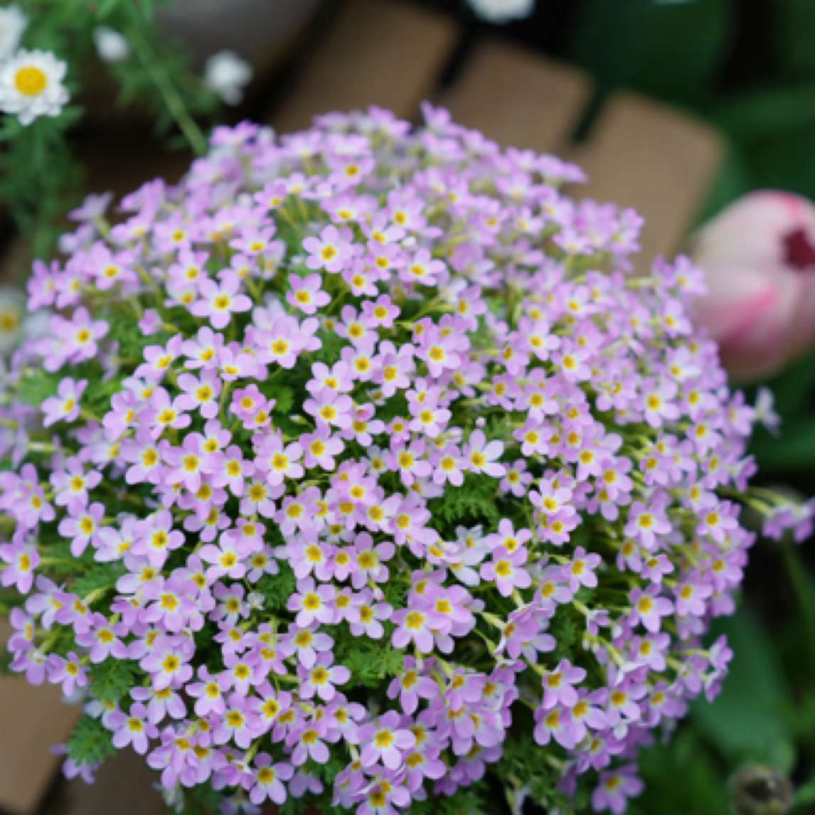 安徽羽叶报春盆栽苗陕西羽叶报春多年生花卉花期长阳台庭院易丰花