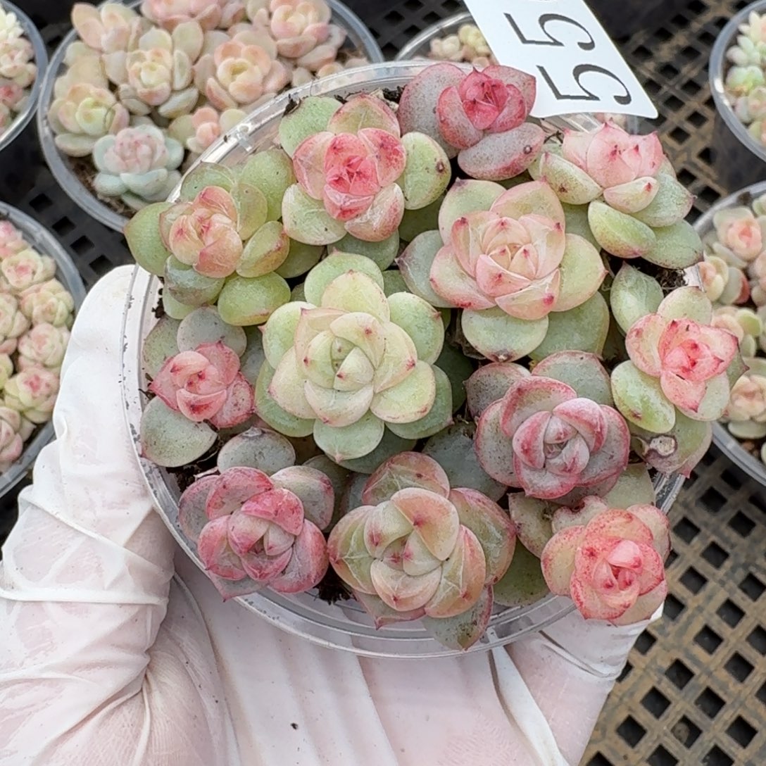 多肉植物多肉植物556