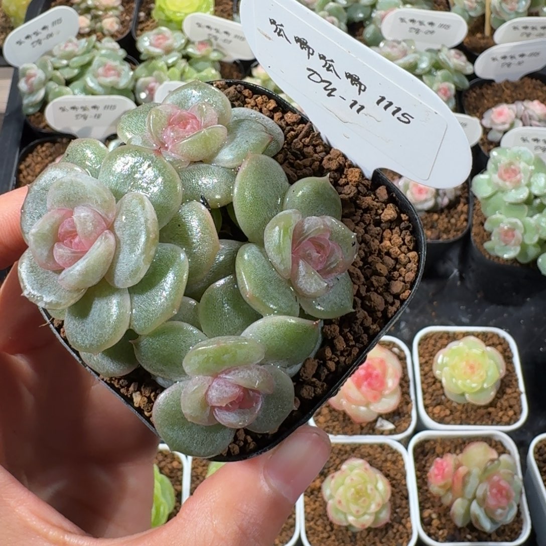 1115-11-紫色心情四头