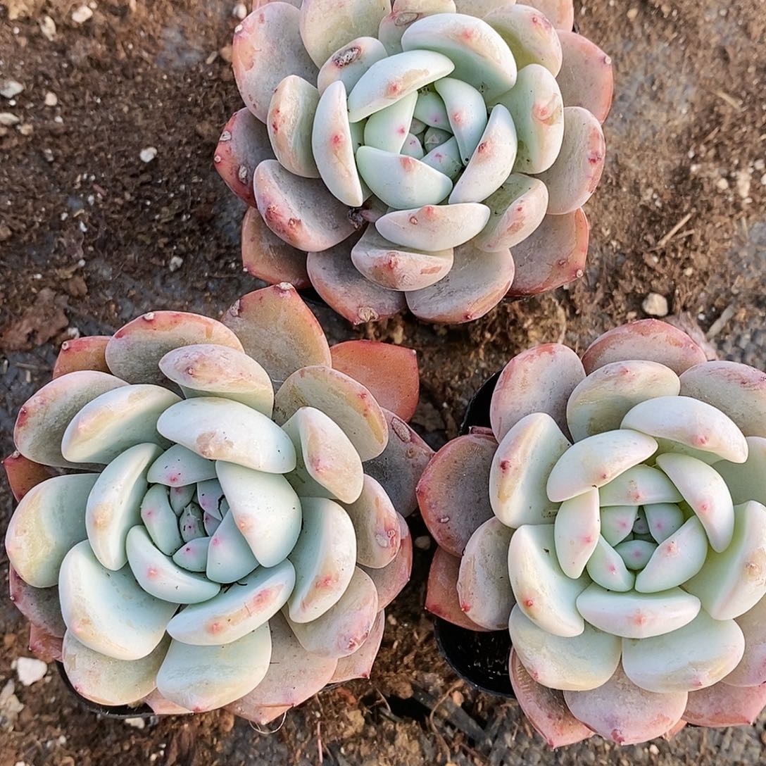 星影量拍满9.9包邮