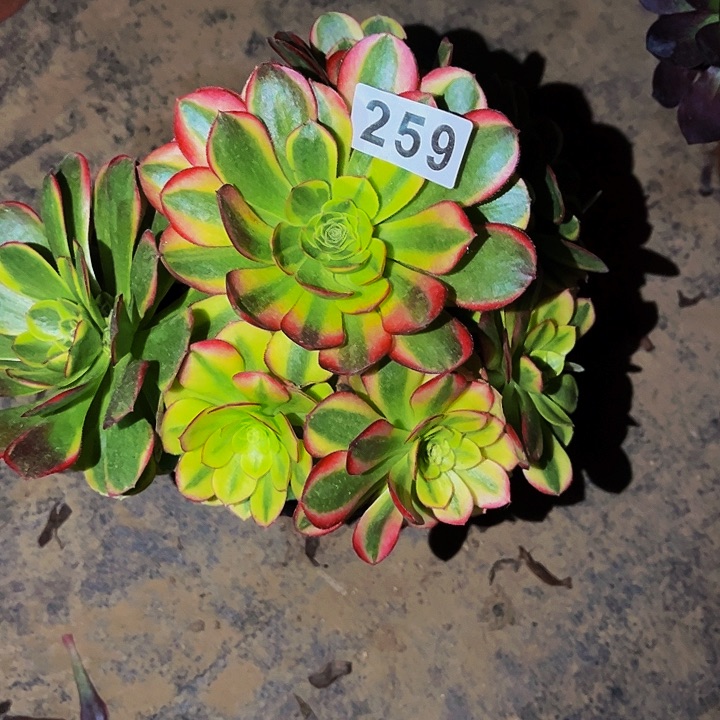 259奶白多肉植物