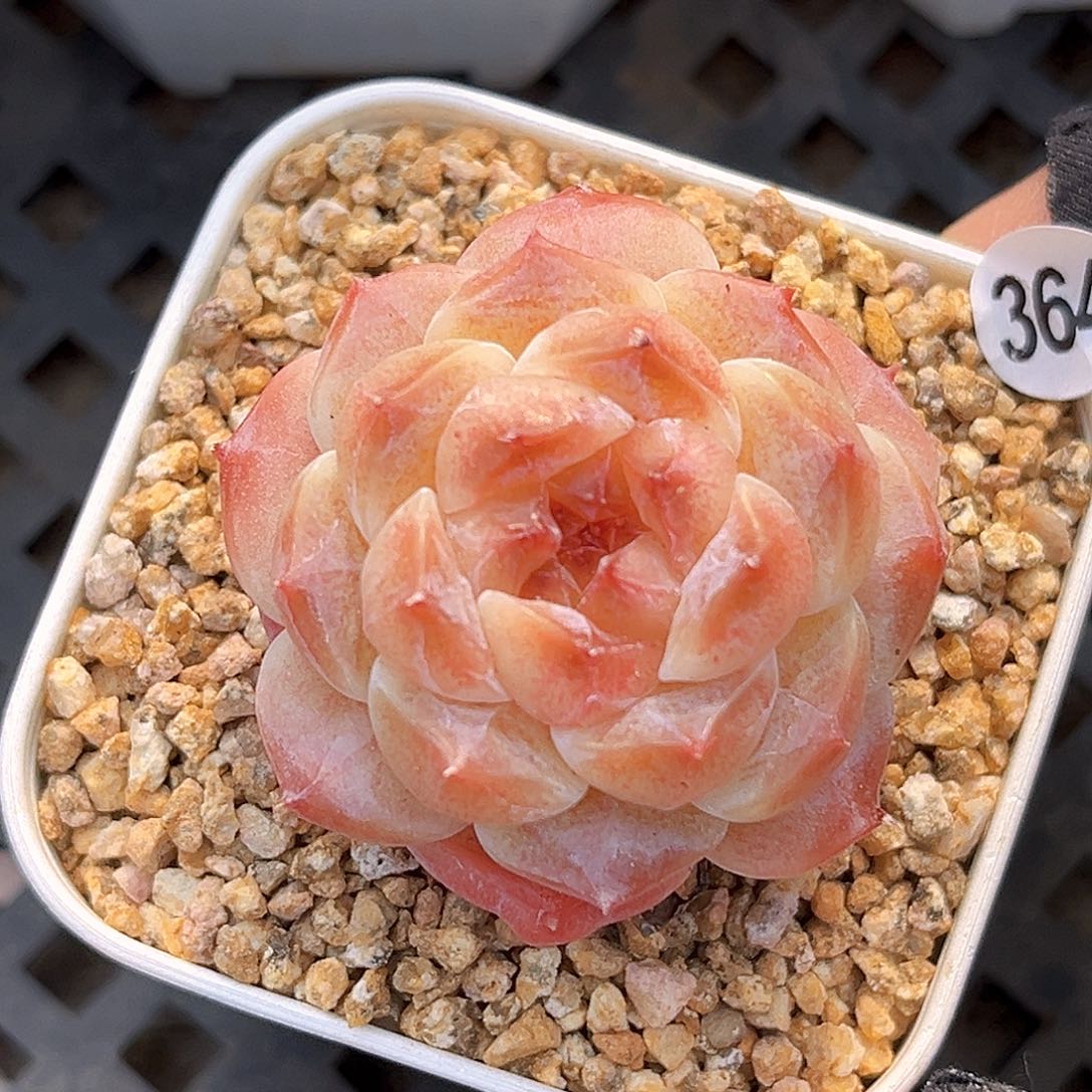 364  新品珍妮满18包邮