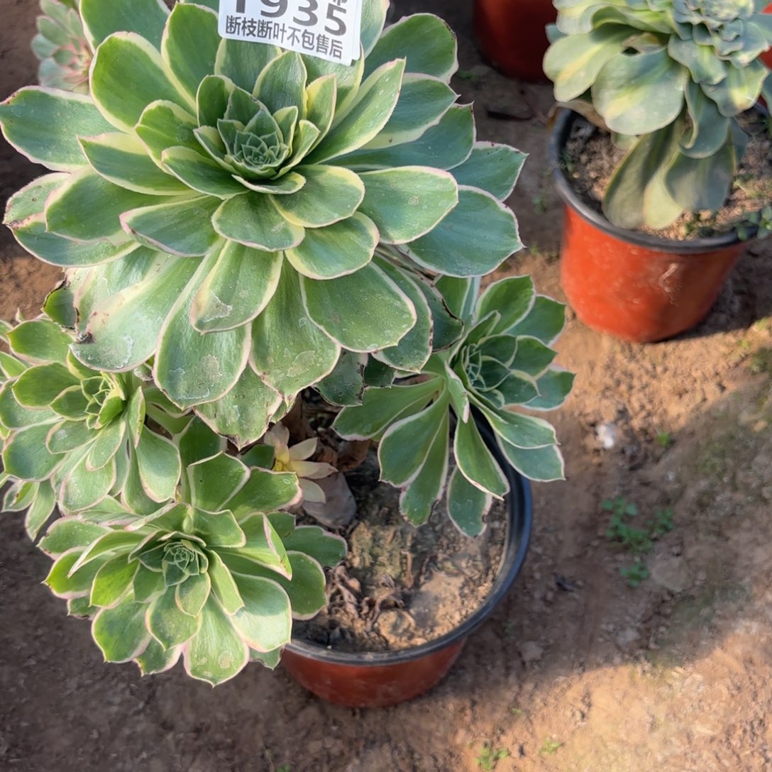 M. 1935绿玫瑰白多肉1，cade