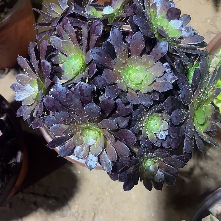 黑铜壶一颗脱土9.9