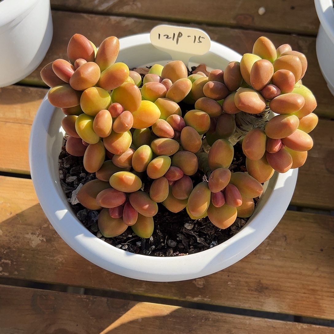 布***羞1219-15天花板芒果奶