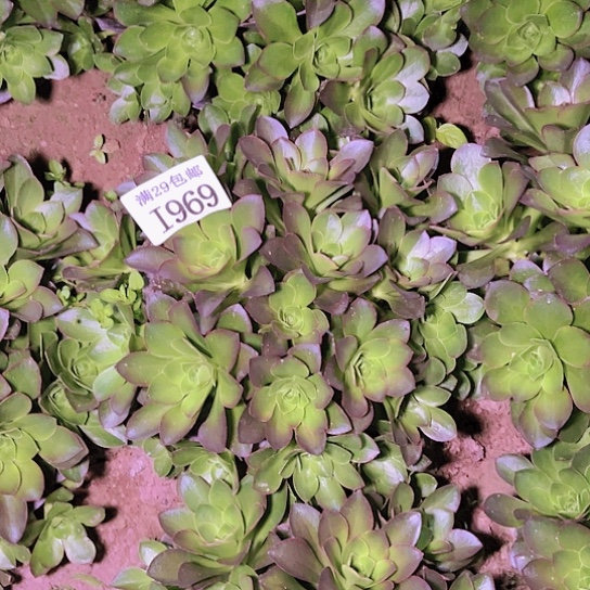 1969魅金多肉植物