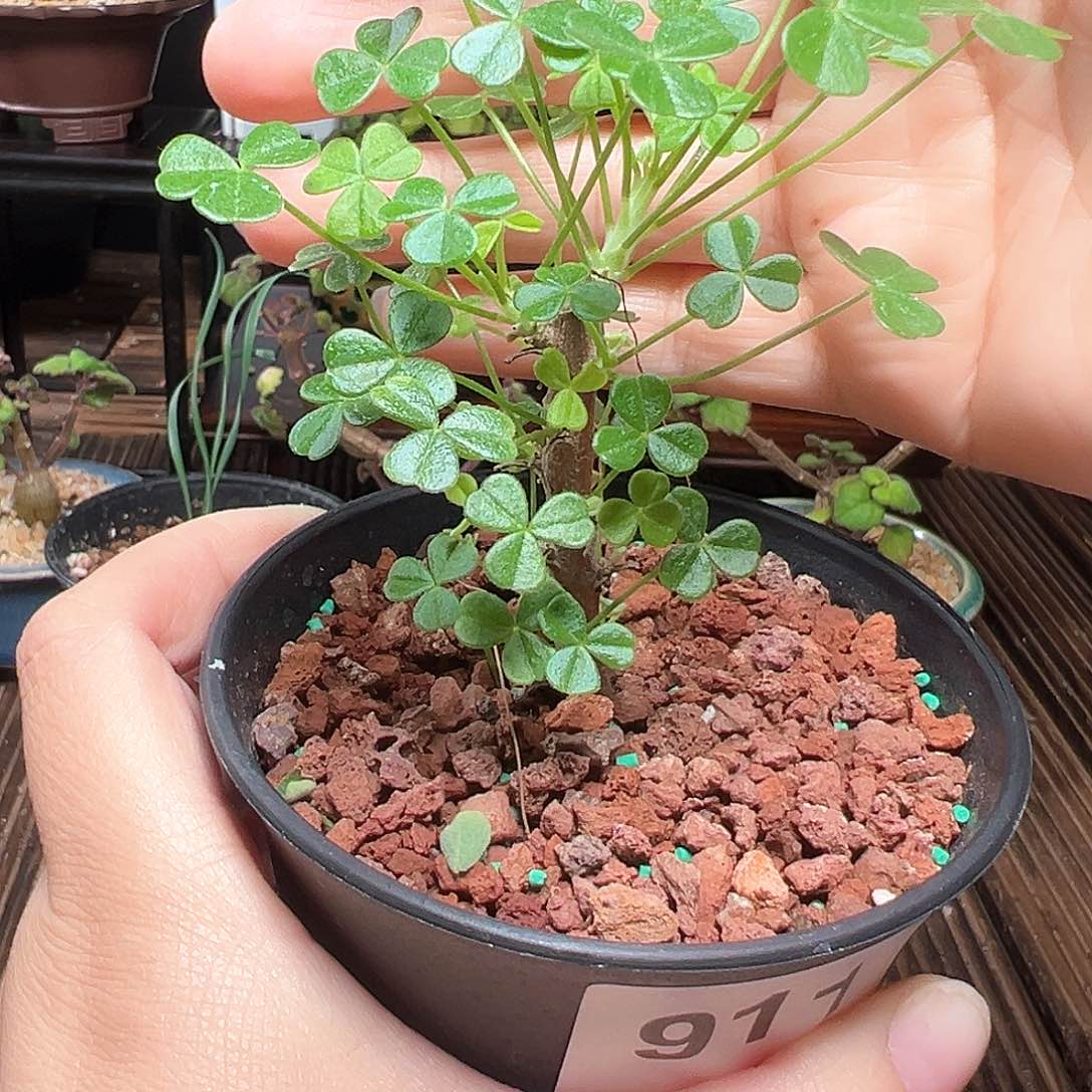 巨人酢浆草带盆发货