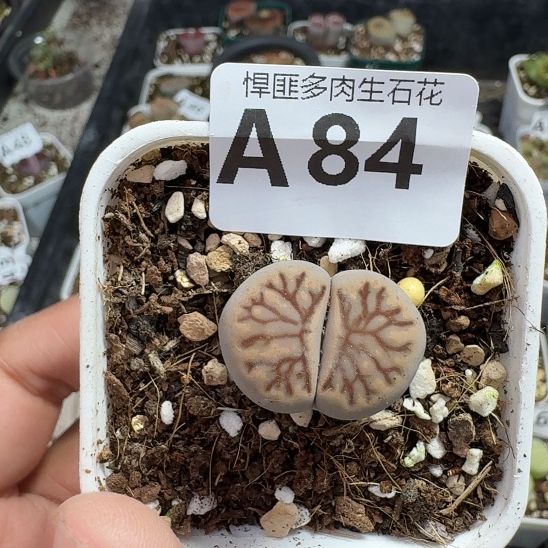 84多肉植物多肉植物
