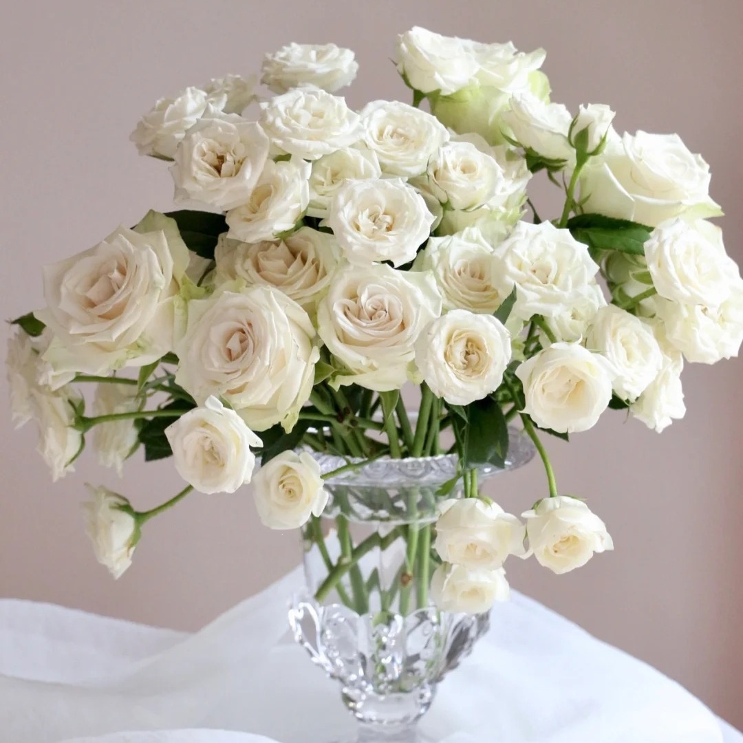 【云台花卉】白泡泡多头玫瑰 两单升级顺丰冷链
