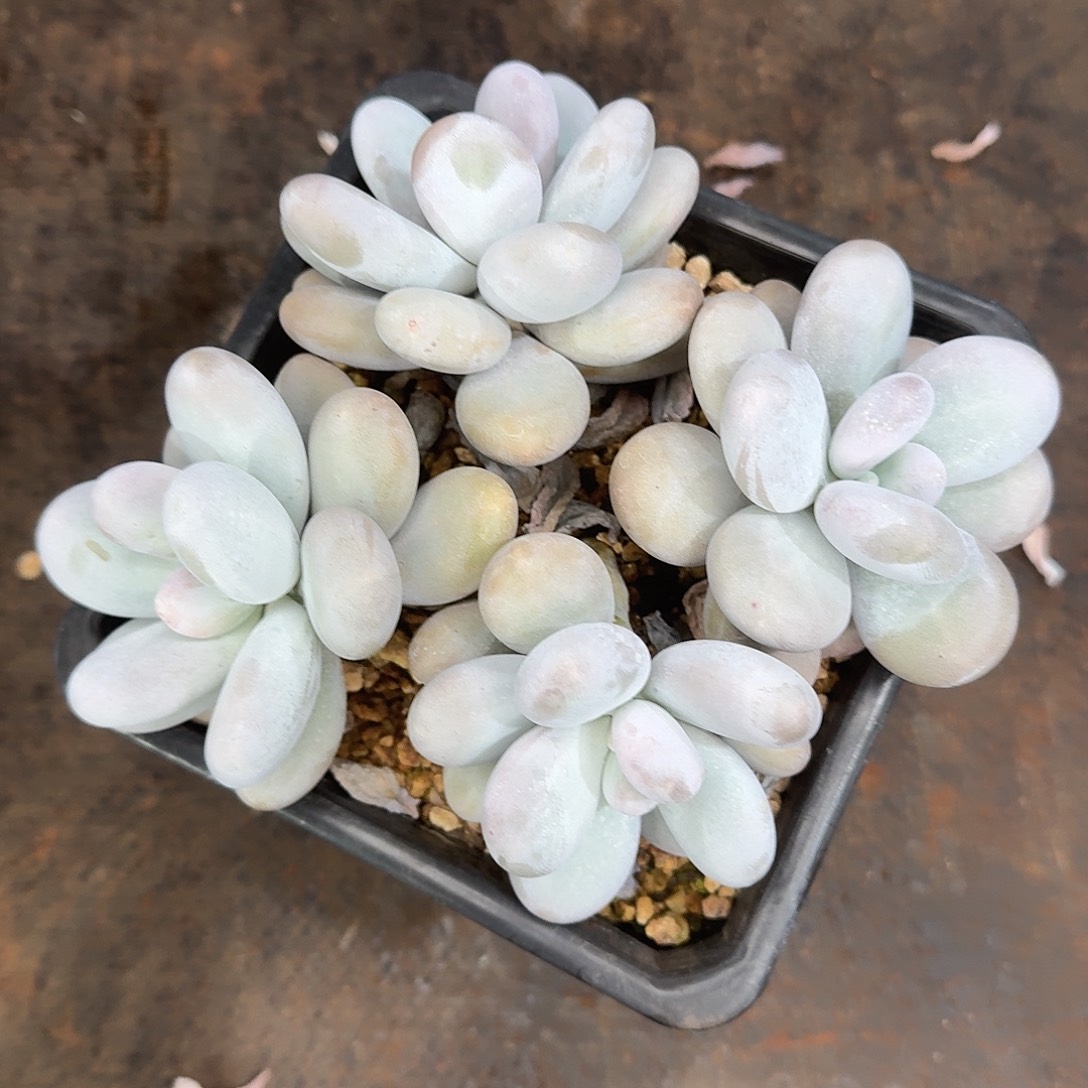 奶酪多肉一颗福利炸