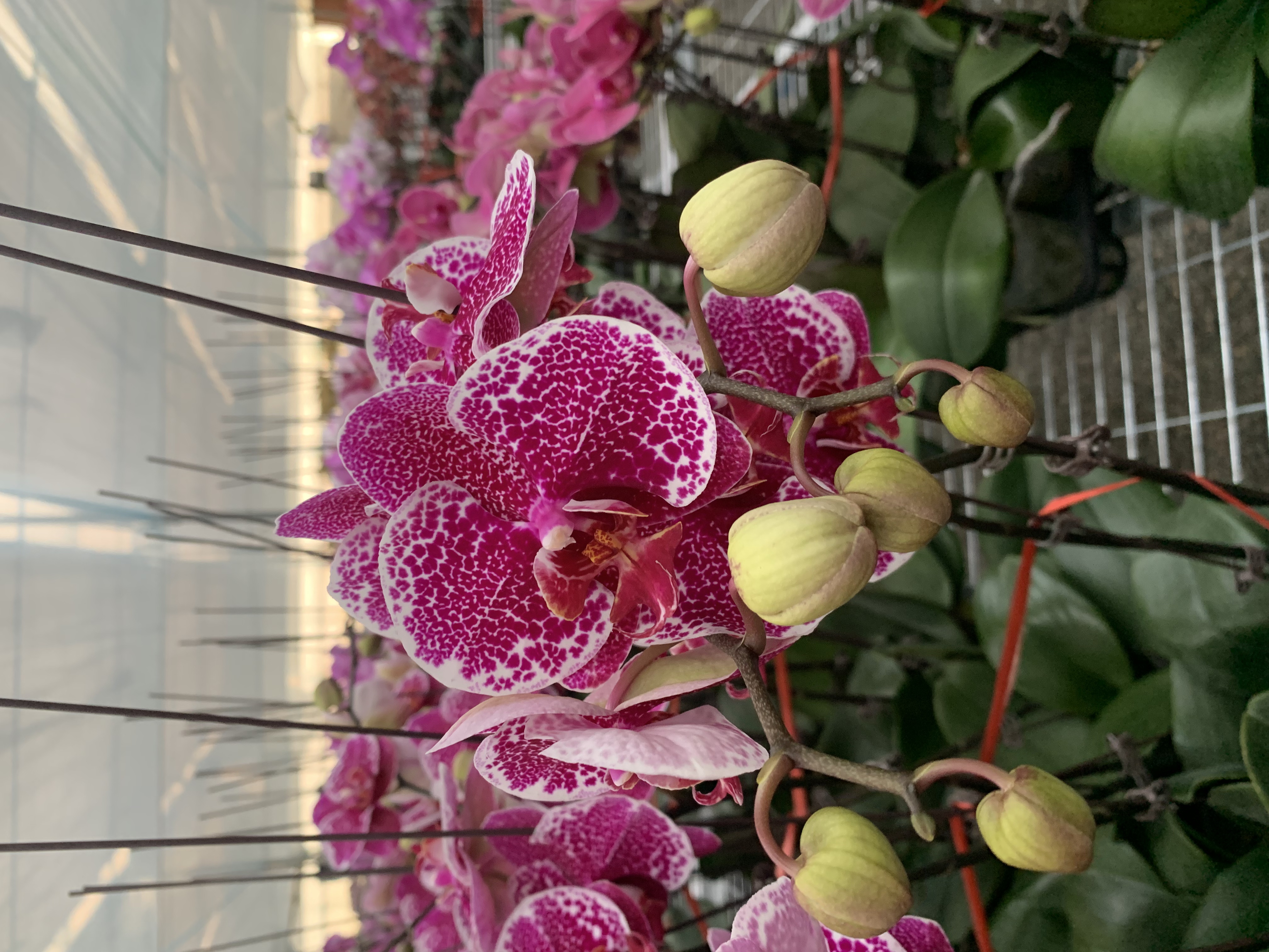 花之恋【喜之郎】蝴蝶兰鲜花