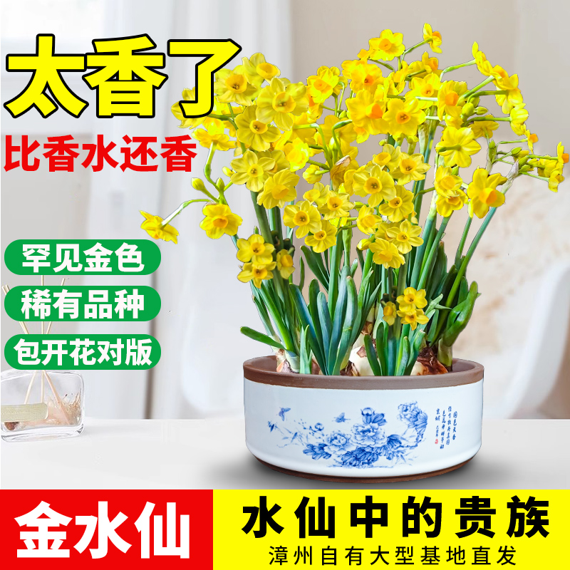 水仙花种球室内好养水培水养漳州水仙盆栽四季开花花卉黄金水仙