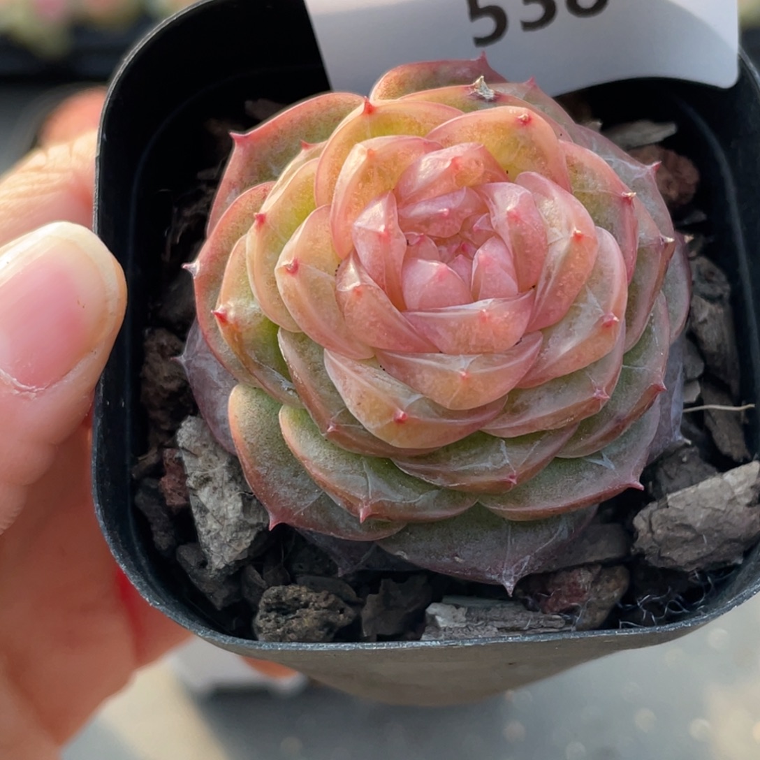 538号糖心冰心珍妮 冻唇蜜