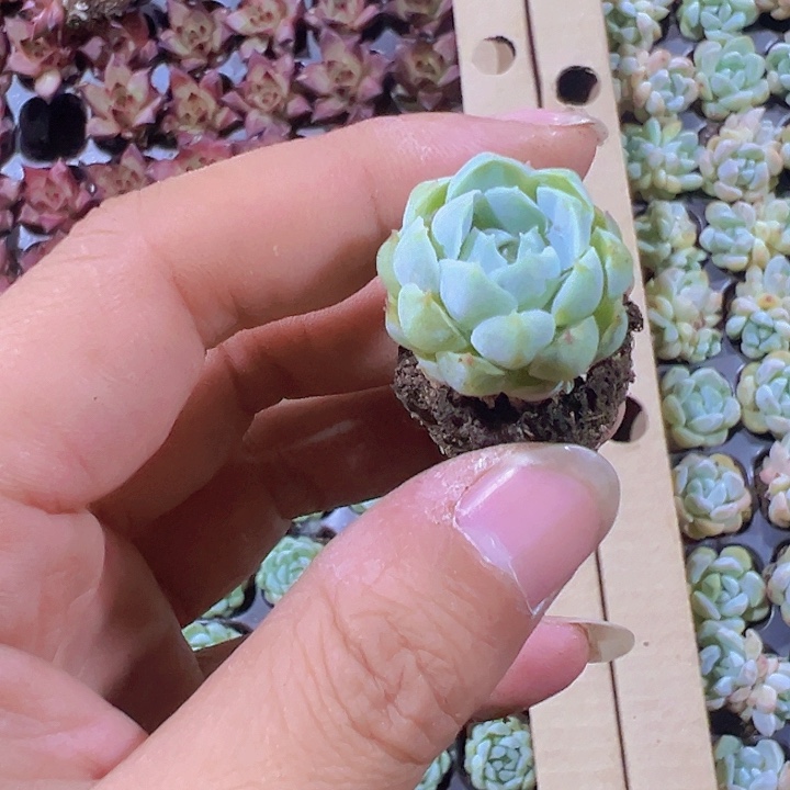 羊脂球精品多肉植物