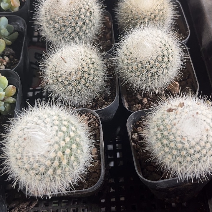 白小丁刺球带盆土发