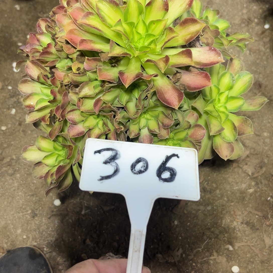 多肉植物绍花法师306