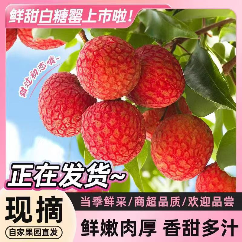 【次日达】广东高州荔枝白糖罂5斤当季新鲜现摘现发冷链发货新鲜到家荔枝同城送荔枝同城送广东省广东省
