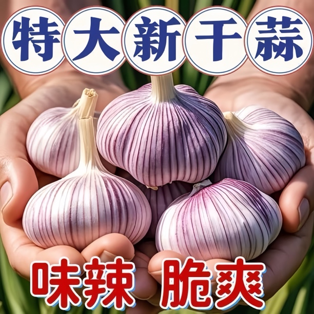 【2025年新干蒜】紫皮干蒜大蒜头批发新鲜大蒜头金乡紫白皮大瓣蒜