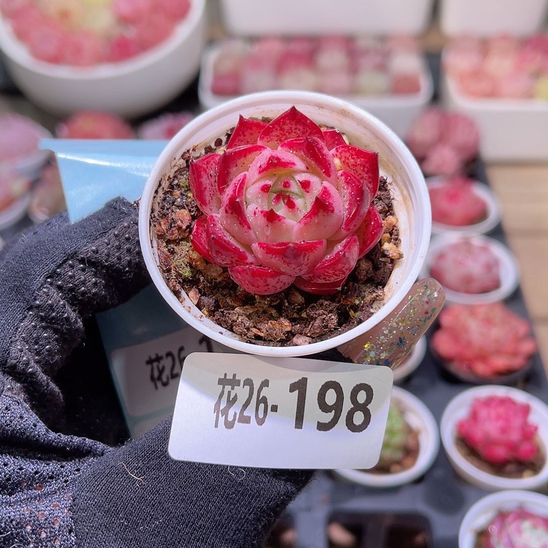 花利美26-198新品