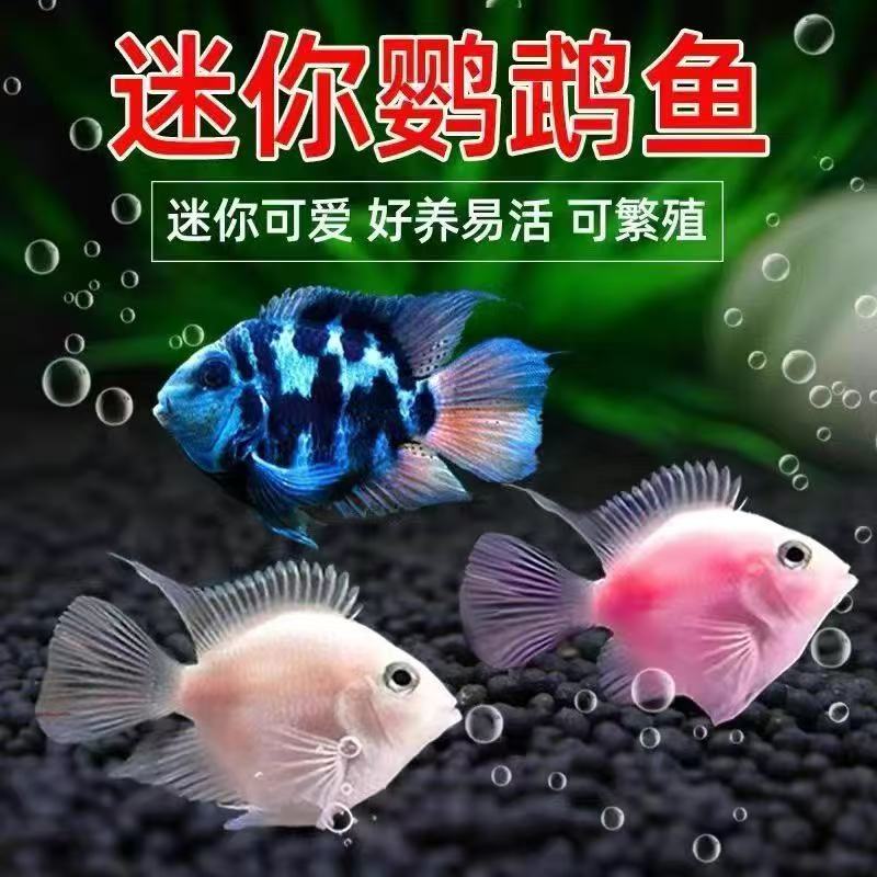 迷你鹦鹉鱼宝蓝白金小型热带鱼耐活好养可繁殖适合水族钻石蝴蝶鲤