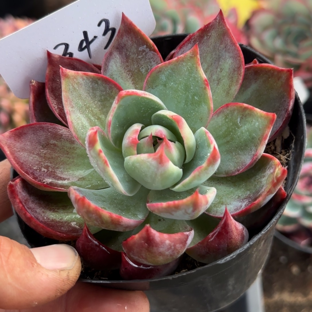 惊鸿一物一拍包装收缩花旱343