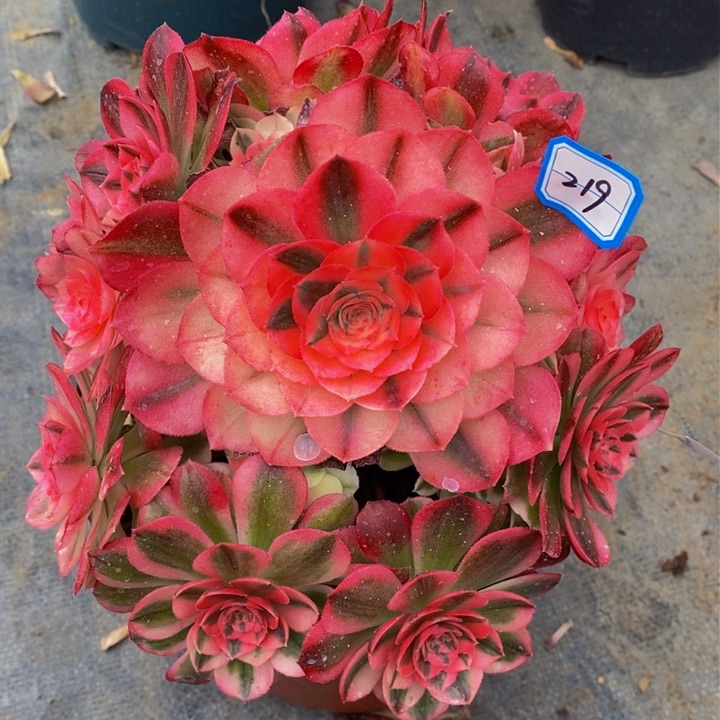 219倾城多肉法师