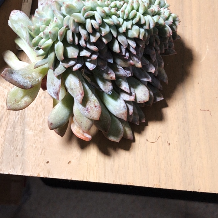 明天专拍多肉植物