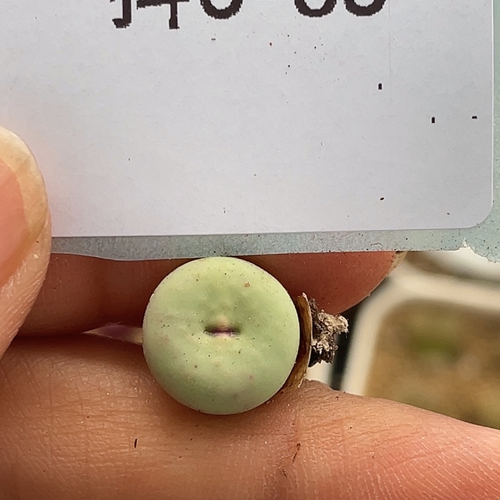 6-85嘴多肉植物肉锥