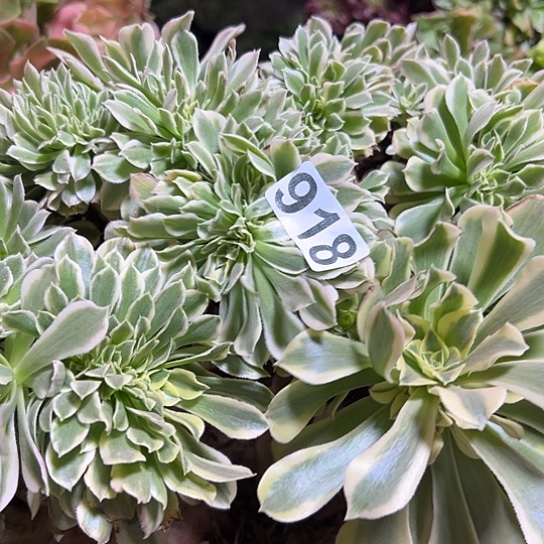 狼***眠多肉植物一个绿豆沙918