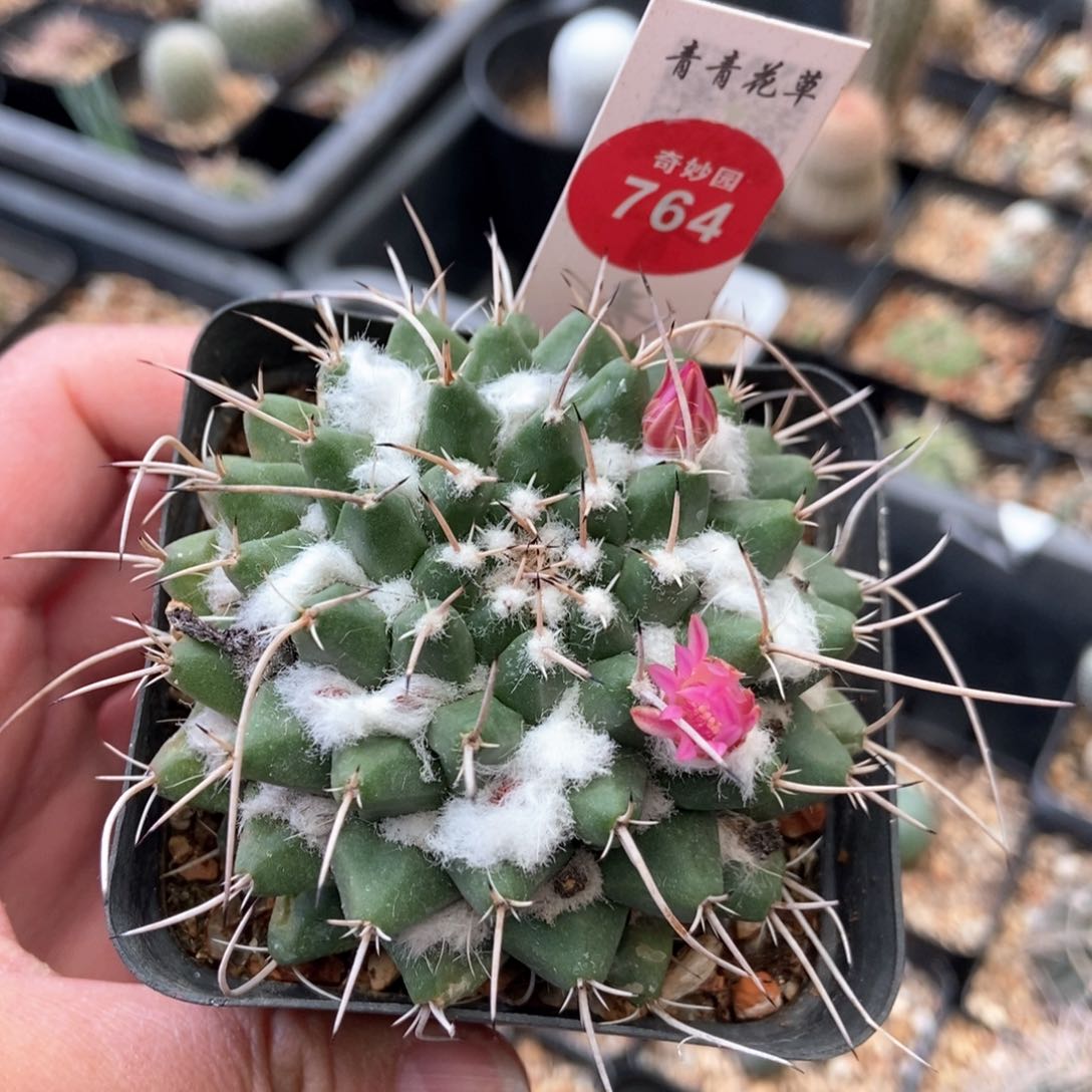 实生雪顶瓦格纳乳突6.7cm