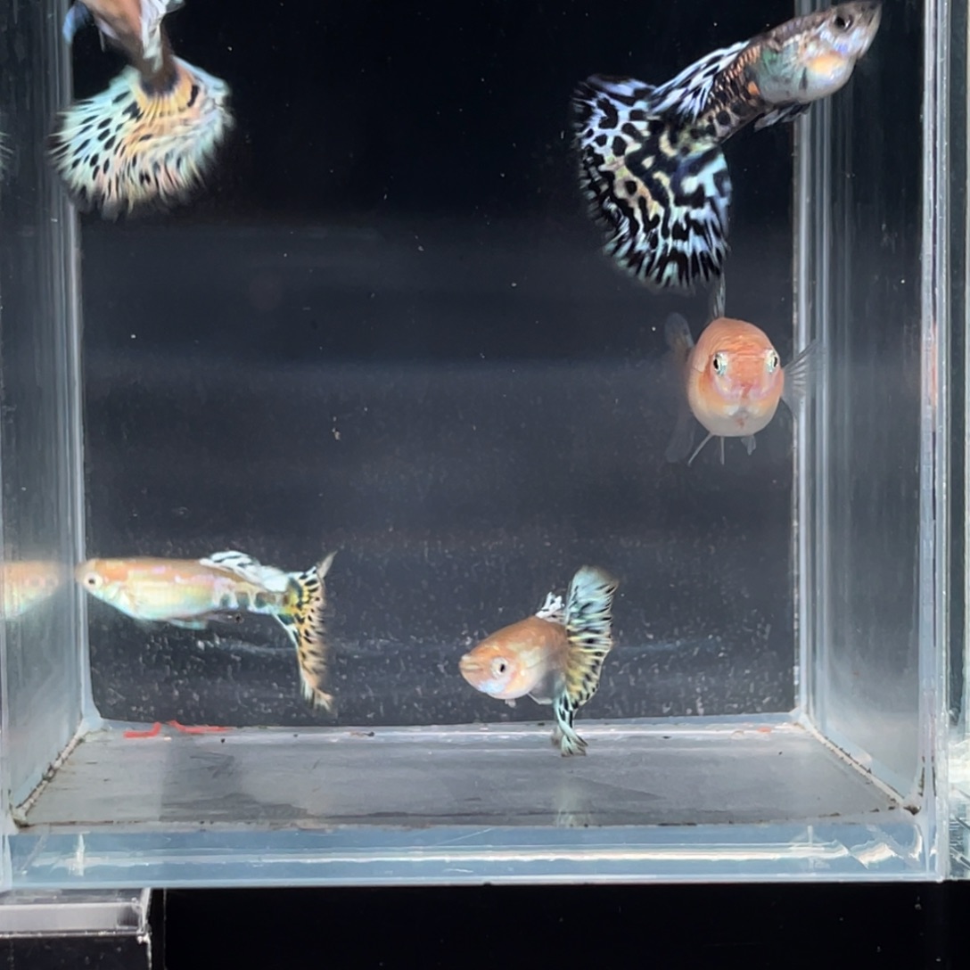 海水鱼雪豹一组四只