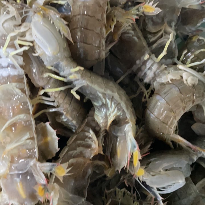 断养皮皮虾98米3斤