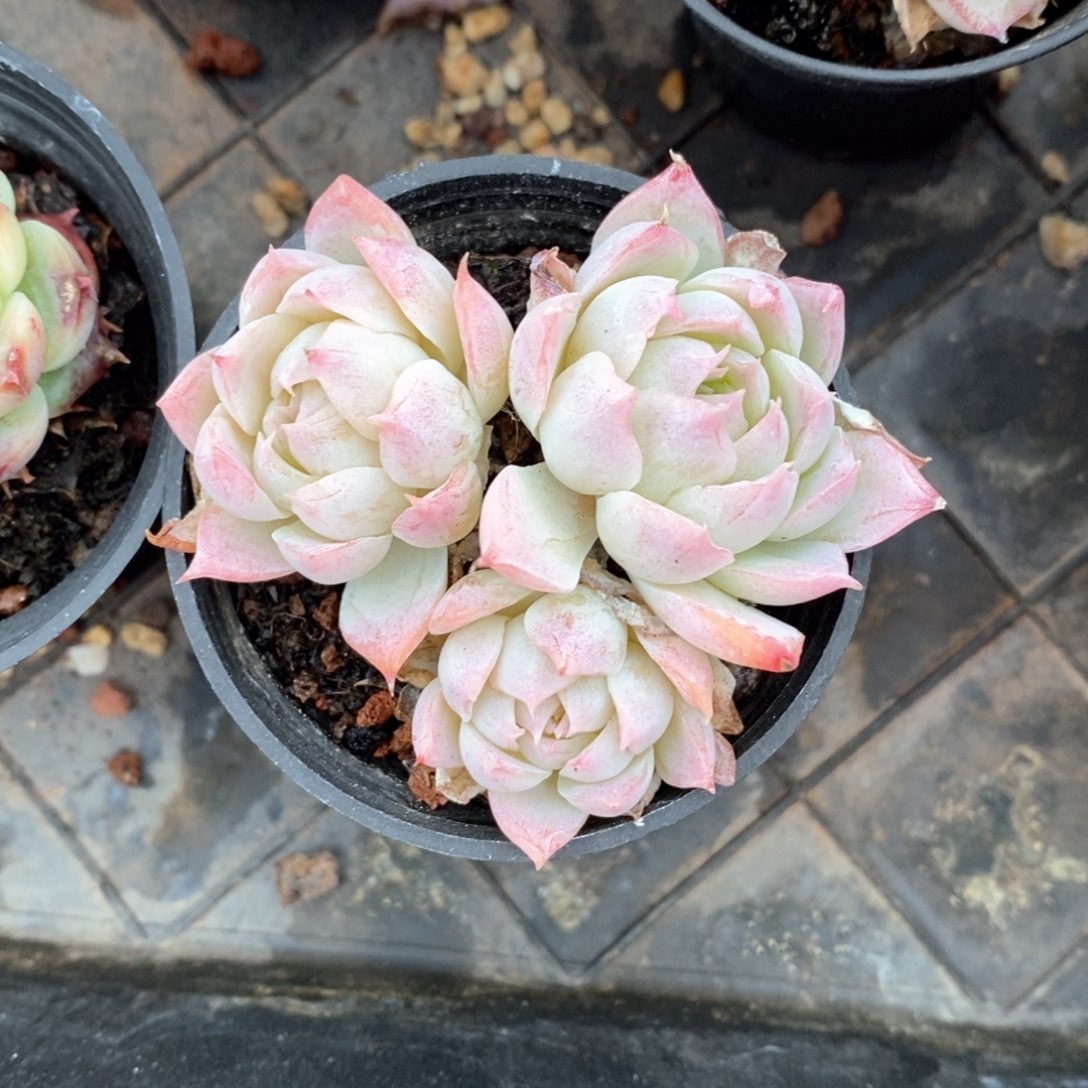 精品多肉一物一拍不包整104