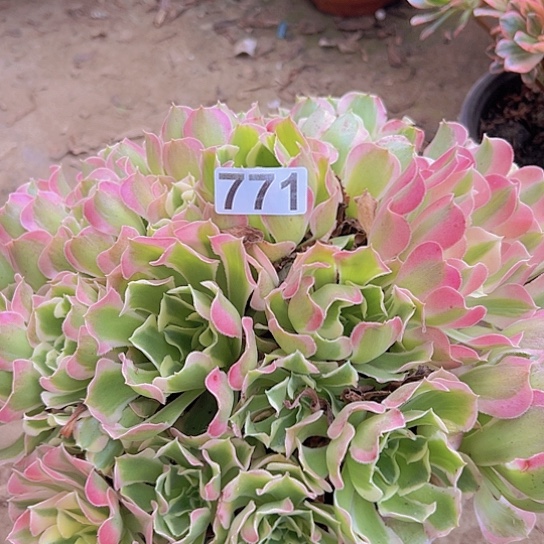 忠***哥多肉植物一个粉玲珑