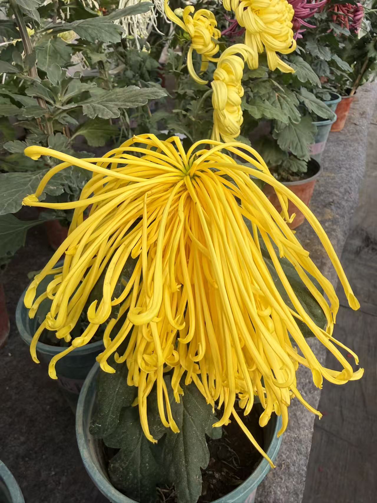 大金沟大菊花苗四季好开花耐寒庭院阳台盆栽花卉好养易