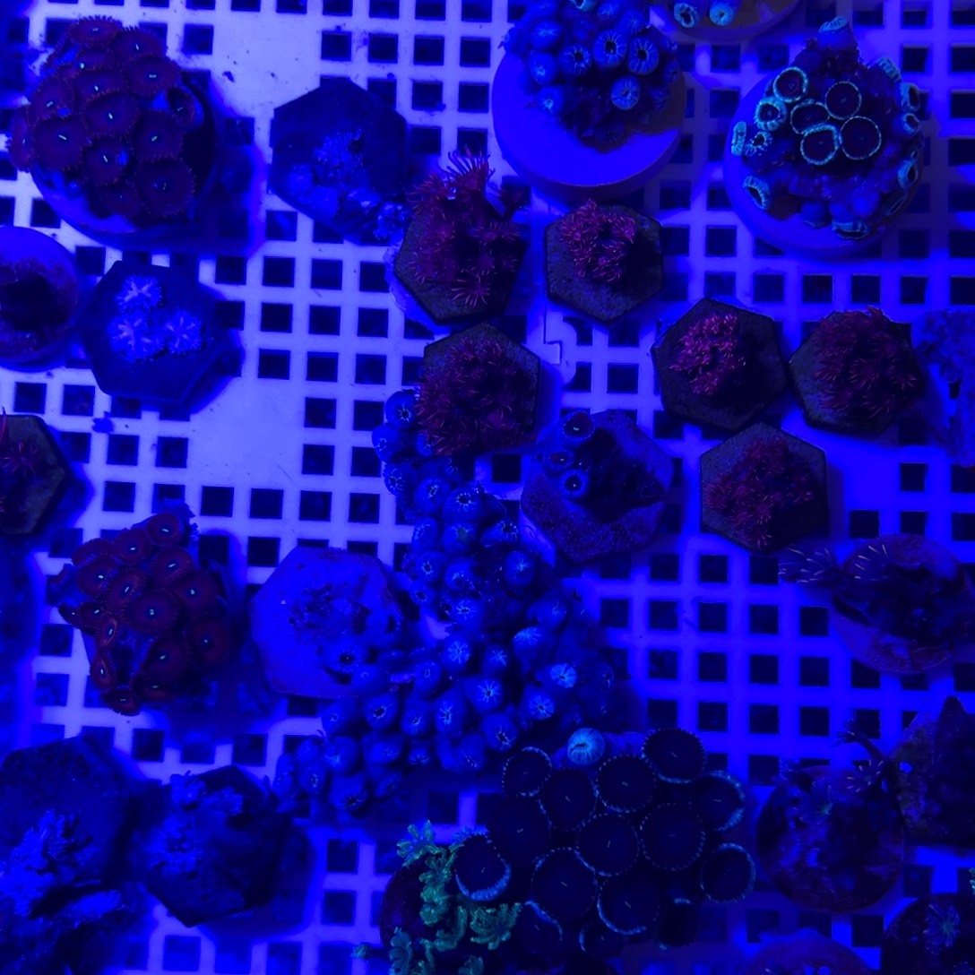 黄***洋纽扣珊瑚红单包1111