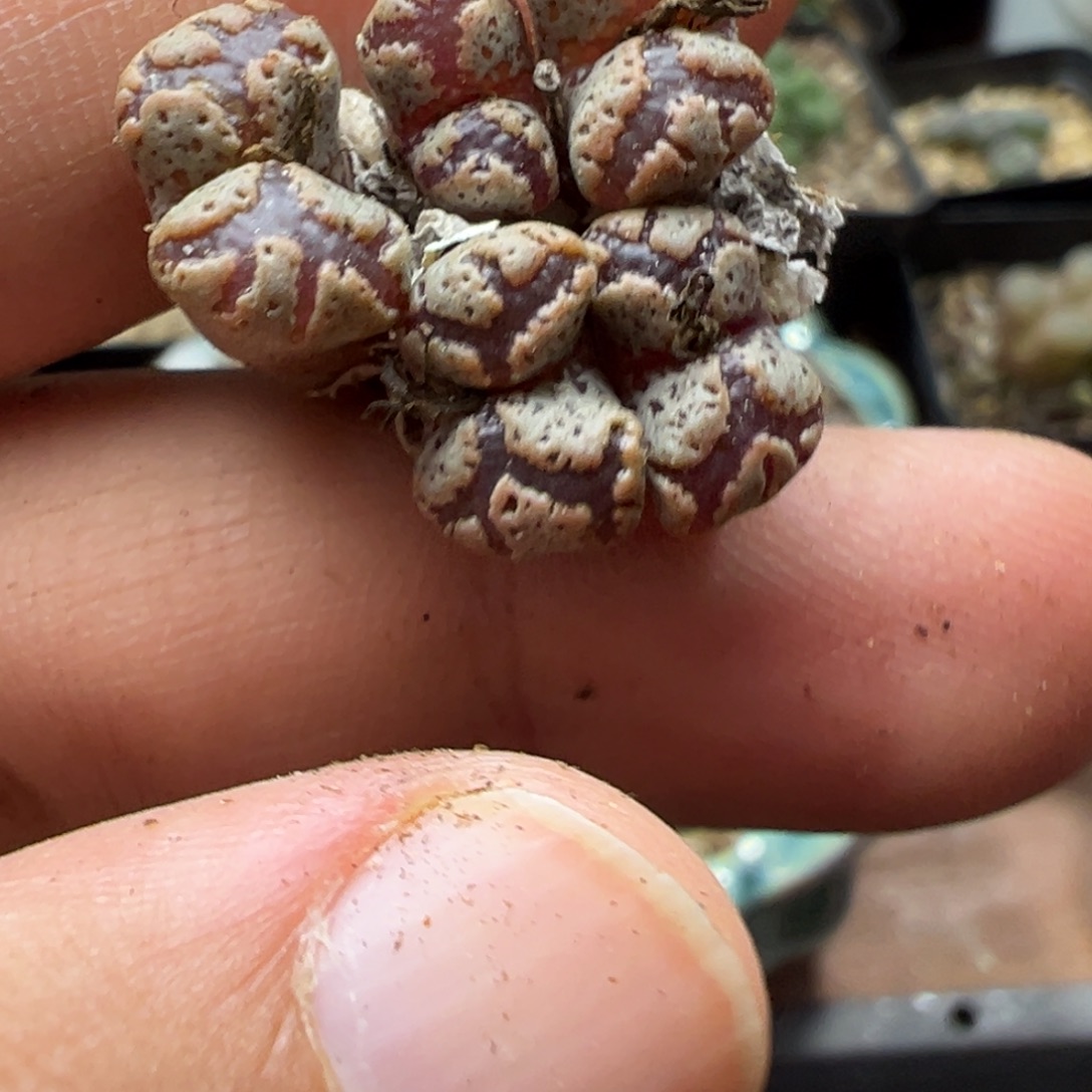 5-190肉锥多肉植物