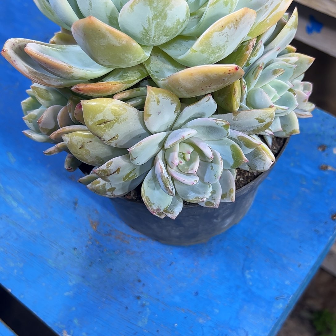 凤橙捧花多肉植物