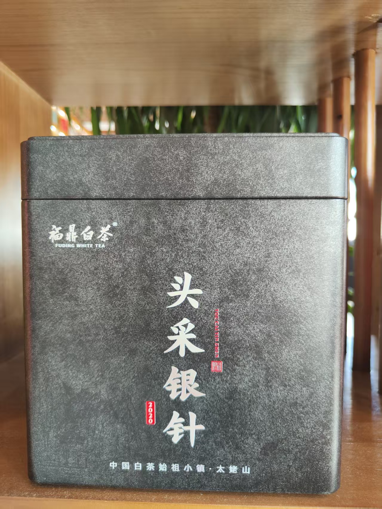 【太姥山｜孔坪村】2020年头采米芽白毫银针